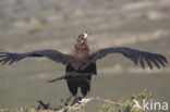 Cinereous Vulture