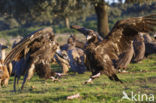 Cinereous Vulture