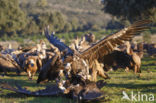 Cinereous Vulture