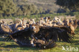 Cinereous Vulture