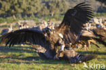 Cinereous Vulture