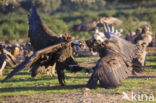 Cinereous Vulture