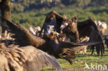 Cinereous Vulture