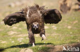 Cinereous Vulture