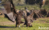 Cinereous Vulture