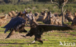 Cinereous Vulture