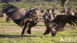 Cinereous Vulture