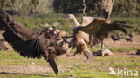 Cinereous Vulture