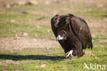 Cinereous Vulture