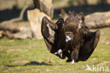 Cinereous Vulture