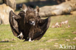 Cinereous Vulture