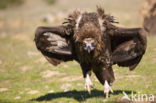 Cinereous Vulture