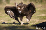 Cinereous Vulture