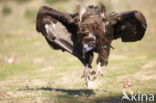 Cinereous Vulture