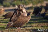 Cinereous Vulture