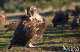 Cinereous Vulture