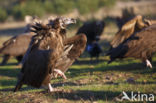 Cinereous Vulture