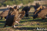 Cinereous Vulture