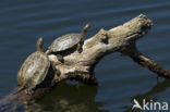 Moorse beekschildpad (Mauremys leprosa)