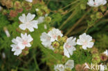 Muskuskaasjeskruid (Malva moschata)