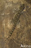 wall gecko (Tarentola mauritanica)