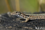 Wall Lizard (Podarcis muralis)