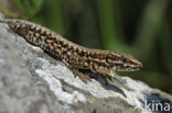 Wall Lizard (Podarcis muralis)