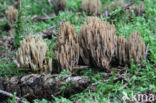 Naaldboskoraalzwam (Ramaria eumorpha)