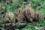 Naaldboskoraalzwam (Ramaria eumorpha)