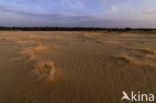 Nationaal Park De Hoge Veluwe