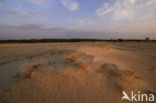 National Park De Hoge Veluwe