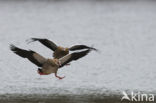 Egyptian Goose (Alopochen aegyptiaca)