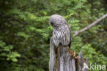 Ural Owl (Strix uralensis)