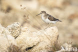 Common Sandpiper (Actitis hypoleucos)