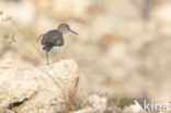 Common Sandpiper (Actitis hypoleucos)