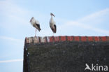 White Stork (Ciconia ciconia)