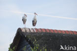 White Stork (Ciconia ciconia)