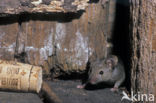 house mouse (Mus musculus)