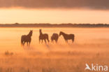 Paard (Equus spp)