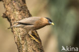 Brahminy Starling (Sturnus pagodarum)