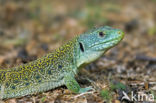 Jewelled lacerta (Lacerta lepida)
