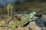 Jewelled lacerta (Lacerta lepida)