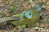 Jewelled lacerta (Lacerta lepida)