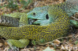 Jewelled lacerta (Lacerta lepida)