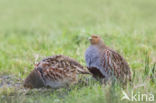 Grey Partridge (Perdix perdix)