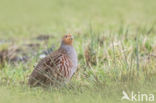 Grey Partridge (Perdix perdix)