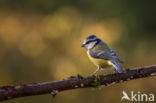 Pimpelmees (Parus caeruleus)