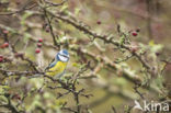 Blue Tit (Parus caeruleus)