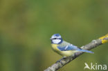 Pimpelmees (Parus caeruleus)