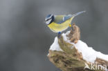 Pimpelmees (Parus caeruleus)